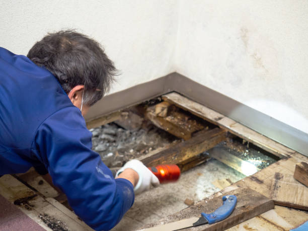 Best Toxic Mold Removal  in Larned, KS