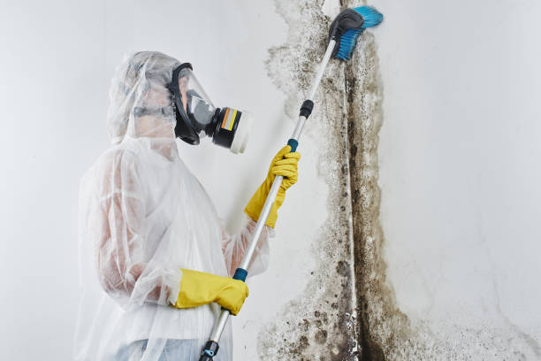 Trusted Larned, KS Mold Removal Experts
