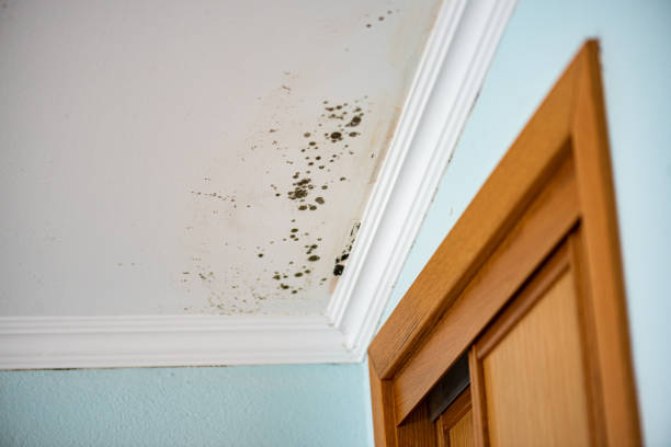 Mold Removal and Inspection in Larned, KS