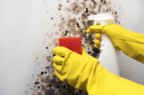 Larned, KS Mold Removal Company