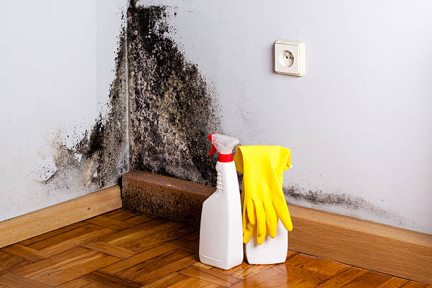 Attic Mold Removal in Larned, KS