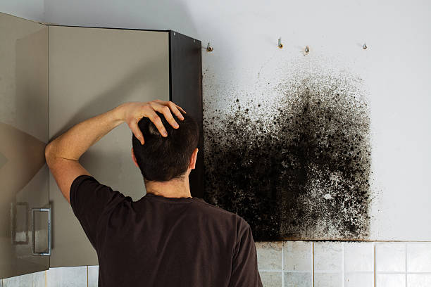 Best Same-Day Mold Removal  in Larned, KS